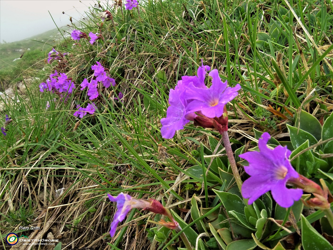 48 Primula glaucescens (Primula di Lombardia).JPG